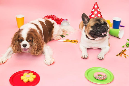 Party Hats for your Pooch